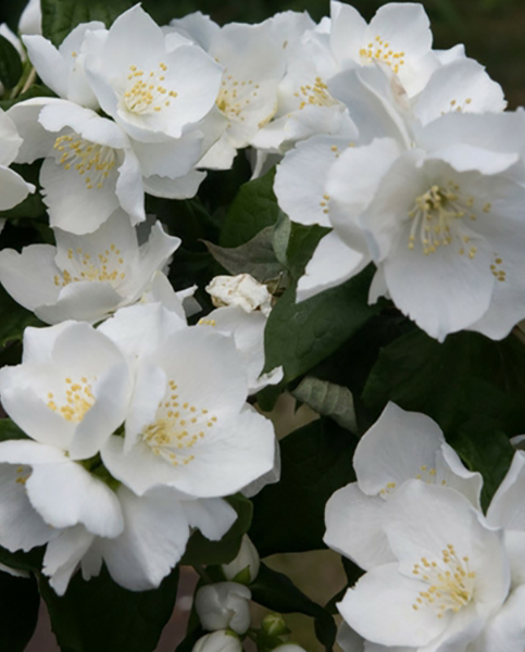 Philadelphys 'Bialy Karzel'